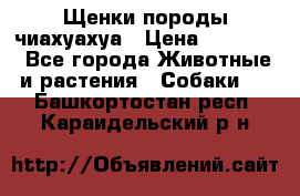 Щенки породы чиахуахуа › Цена ­ 12 000 - Все города Животные и растения » Собаки   . Башкортостан респ.,Караидельский р-н